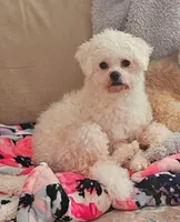 Teddy Bear Shichon  Green, a female Shichon for sale in Chesapeake, VA – Photo 3 of 7