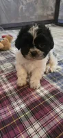Red  Girl, a male Shichon for sale in Chesapeake, VA – 10 of 10