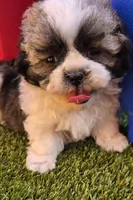 Boy Blue, a male Shichon for sale in Chesapeake, VA – 4 of 10