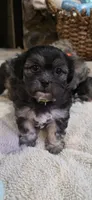 Shichon - Boy, a male Shichon for sale in Chesapeake, VA – 6 of 10