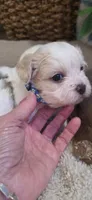 Shichon blue boy, a male Shichon for sale in Chesapeake, VA – 4 of 10
