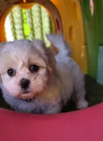Penelope Purple, a female Shichon for sale in Chesapeake, VA – 6 of 10