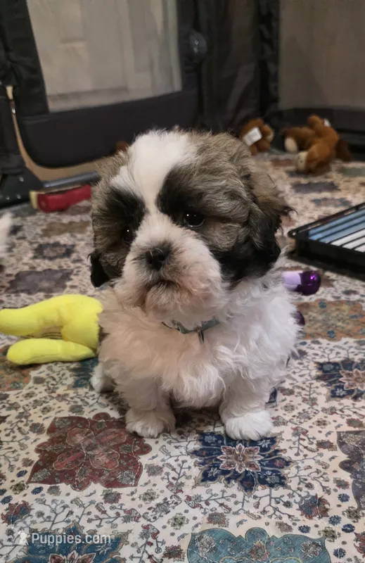 Boy Blue – Shichon puppy for sale in Chesapeake, VA