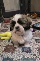 Boy Blue, a male Shichon for sale in Chesapeake, VA – 1 of 10