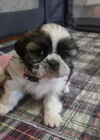 Pink Girl, a female Shichon for sale in Chesapeake, VA – 7 of 10