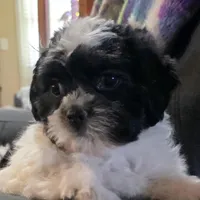 Carl- Shichon Teddy Bear, a male Shichon for sale in Chesapeake, VA – Photo 4 of 10