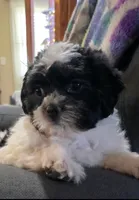 Carl- Shichon Teddy Bear, a male Shichon for sale in Chesapeake, VA – Photo 4 of 10