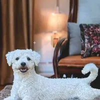 Carl- Shichon Teddy Bear, a male Shichon for sale in Chesapeake, VA – Photo 8 of 10