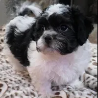 Carl- Shichon Teddy Bear, a male Shichon for sale in Chesapeake, VA – Photo 3 of 10