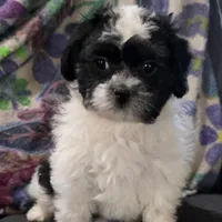 Carl- Shichon Teddy Bear, a male Shichon for sale in Chesapeake, VA – Photo 2 of 10