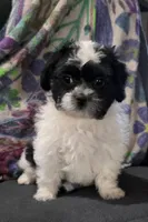 Carl- Shichon Teddy Bear, a male Shichon for sale in Chesapeake, VA – Photo 2 of 10