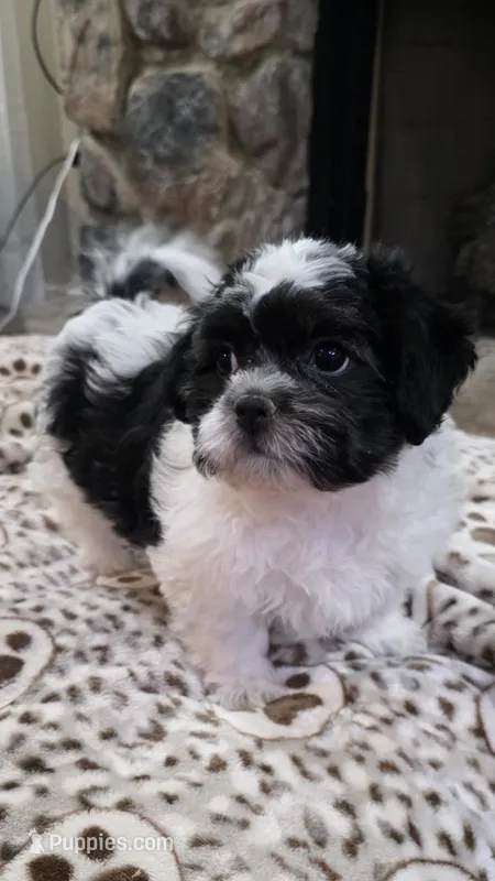 Carl- Shichon Teddy Bear
