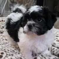 Carl- Shichon Teddy Bear, a male Shichon for sale in Chesapeake, VA – Photo 1 of 10