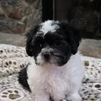 Carl- Shichon Teddy Bear, a male Shichon for sale in Chesapeake, VA – Photo 7 of 10