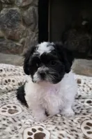 Carl- Shichon Teddy Bear, a male Shichon for sale in Chesapeake, VA – Photo 7 of 10