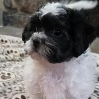 Carl- Shichon Teddy Bear, a male Shichon for sale in Chesapeake, VA – Photo 6 of 10
