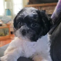 Carl- Shichon Teddy Bear, a male Shichon for sale in Chesapeake, VA – Photo 5 of 10