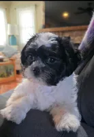 Carl- Shichon Teddy Bear, a male Shichon for sale in Chesapeake, VA – Photo 5 of 10