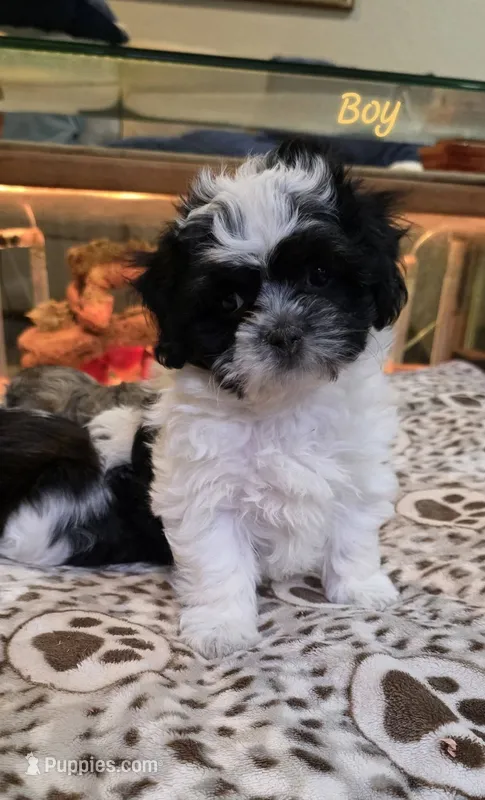 Shichon Teddy Bear- Barkley