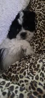 Tabby- Teddy Bear , a female Shichon for sale in Chesapeake, VA – 4 of 9