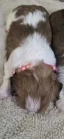 Shichon pink girl, a female Shichon for sale in Chesapeake, VA – 3 of 9