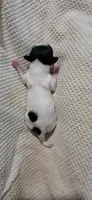 Rudolph- Xmas, a male Shichon for sale in Chesapeake, VA – 7 of 10