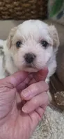 Shichon blue boy, a male Shichon for sale in Chesapeake, VA – 6 of 10