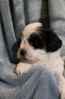 Shichon Teddy Bear- girl, a female Shichon for sale in Chesapeake, VA – Photo 3 of 10