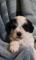 Shichon Teddy Bear- girl, a female Shichon for sale in Chesapeake, VA – Photo 4 of 10
