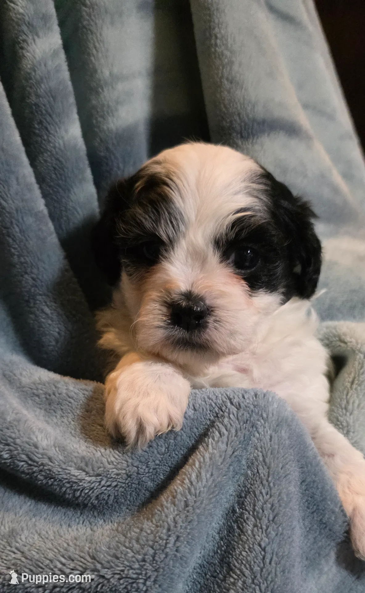 Shichon Teddy Bear- girl, a female Shichon for sale in Chesapeake, VA – Photo 2 of 10
