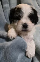 Shichon Teddy Bear- girl, a female Shichon for sale in Chesapeake, VA – Photo 6 of 10