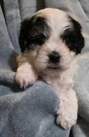 Shichon Teddy Bear- girl, a female Shichon for sale in Chesapeake, VA – Photo 5 of 10