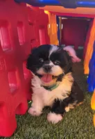 Girl Teal, a female Shichon for sale in Chesapeake, VA – 2 of 10