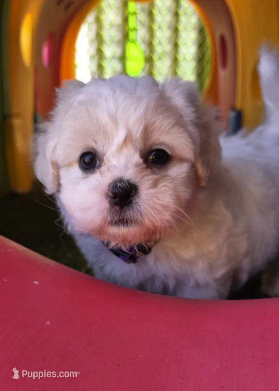 Shichon purple girl – Shichon puppy for sale in Chesapeake, VA