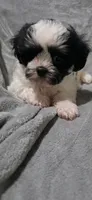 Joey- Teddy Bear, a male Shichon for sale in Chesapeake, VA – 2 of 10