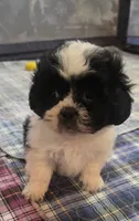 Brown Boy, a male Shichon for sale in Chesapeake, VA – 5 of 10