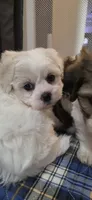 Blue Ben, a male Shichon for sale in Chesapeake, VA – 4 of 8