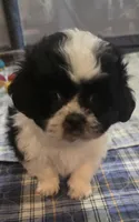 Brown Boy, a male Shichon for sale in Chesapeake, VA – 7 of 10