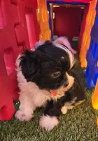 Girl Teal, a female Shichon for sale in Chesapeake, VA – 8 of 10