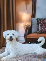 Teddy Bear Shichon BLUE, a male Shichon for sale in Chesapeake, VA – Photo 5 of 8