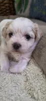 Shichon blue boy, a male Shichon for sale in Chesapeake, VA – 9 of 10