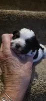 Joey- Teddy Bear, a male Shichon for sale in Chesapeake, VA – 3 of 10