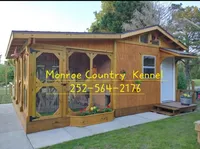 Teddy Bear Shichon - Red, a female Shichon for sale in Chesapeake, VA – Photo 6 of 10