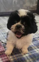 Brown Boy, a male Shichon for sale in Chesapeake, VA – 2 of 10