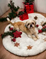Shichons due!, a  Shichon for sale in Chesapeake, VA – 1 of 3