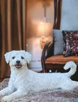 Jenna- Teddy Bear , a female Shichon for sale in Chesapeake, VA – 9 of 10