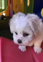Penelope Purple, a female Shichon for sale in Chesapeake, VA – 5 of 10