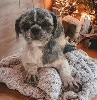 Shichon Teddy Bear- Luna, a female Shichon for sale in Chesapeake, VA – Photo 7 of 8