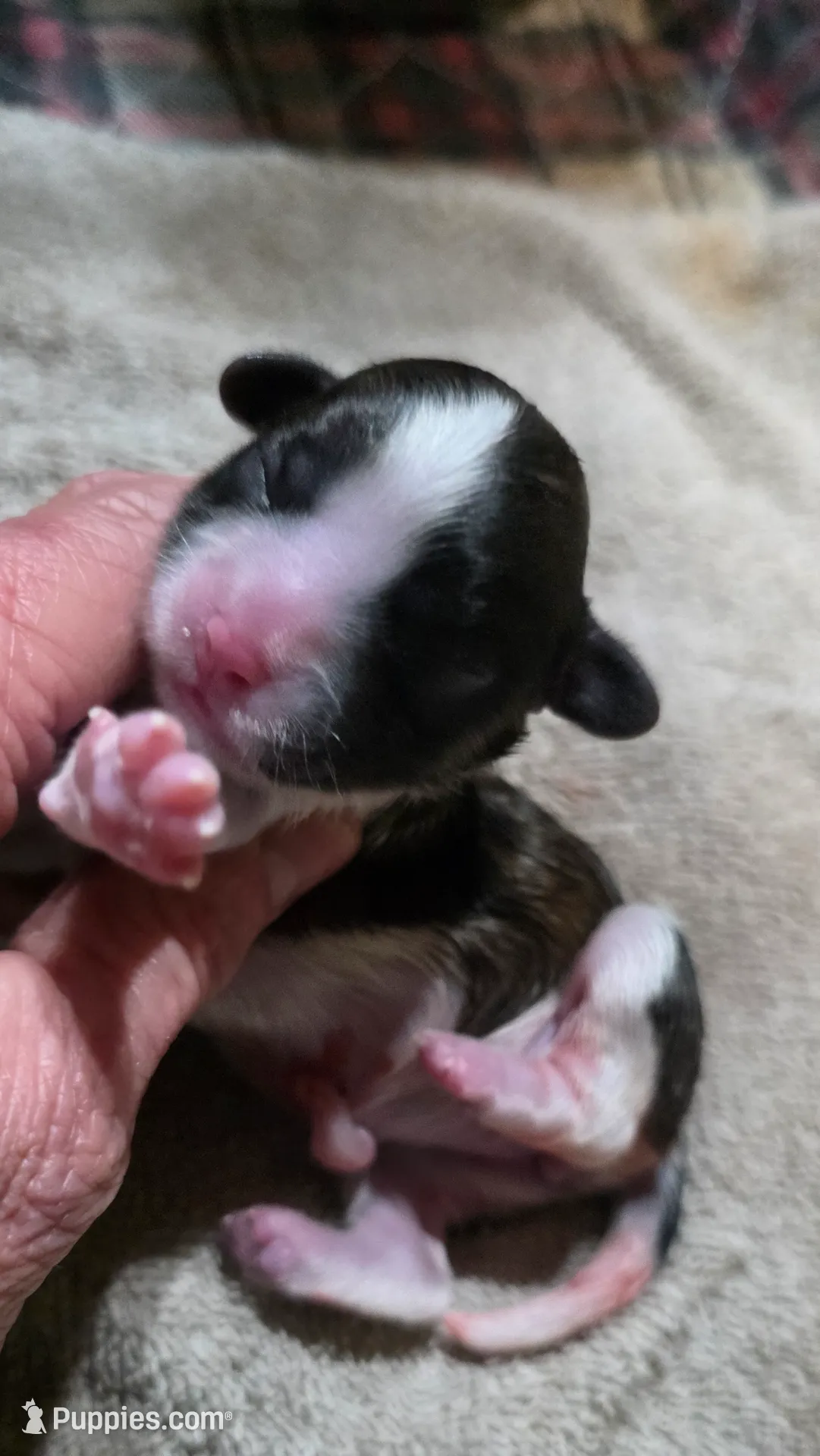 Shichon Teddy Bear- Luna