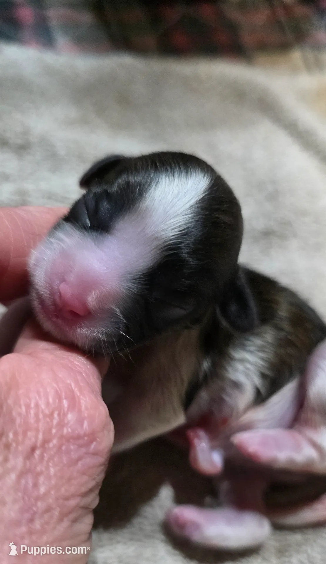 Shichon Teddy Bear- Luna, a female Shichon for sale in Chesapeake, VA – Photo 5 of 8
